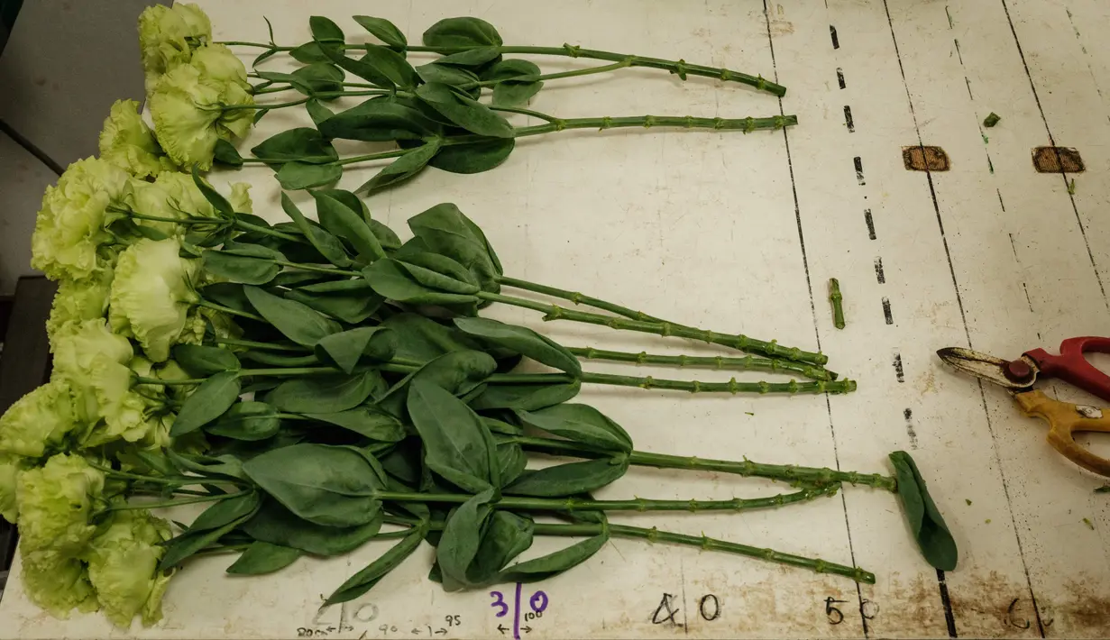 Beberapa tangkai bunga lisianthus dalam rumah kaca di Namie, Prefektur Fukushima, Jepang, 30 Juli 2021. Sebagian dari bunga-bunga tersebut akan digunakan untuk karangan bunga kemenangan di Olimpiade Tokyo 2020. (YASUYOSHI CHIBA/AFP)