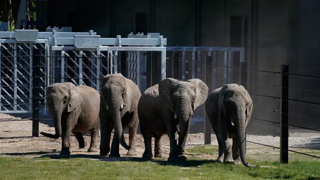 Gajah Sirkus di Denmark