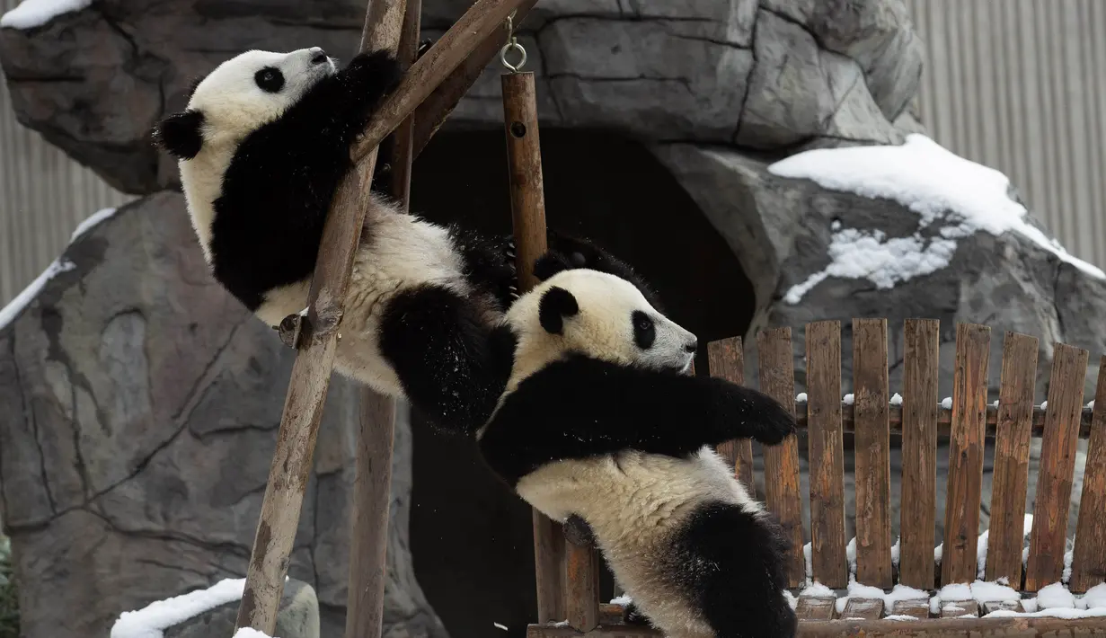 Dua ekor panda raksasa asyik bermain usai salju turun di Pusat Konservasi dan Penelitian Panda Raksasa China basis Shenshuping di Cagar Alam Nasional Wolong, Provinsi Sichuan, China (17/12/2020). Cagar Alam ini didirikan tahun 1963 dengan ukuran awal sekitar 20.000 hektar. (Xinhua/Jiang Hongjing)