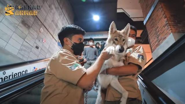 6 Potret Alshad Ahmad Ajak Serigala Jalan-Jalan di Mal, Jadi Pusat Perhatian