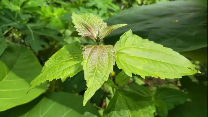 Daun Kopasanda/hellosehat.com