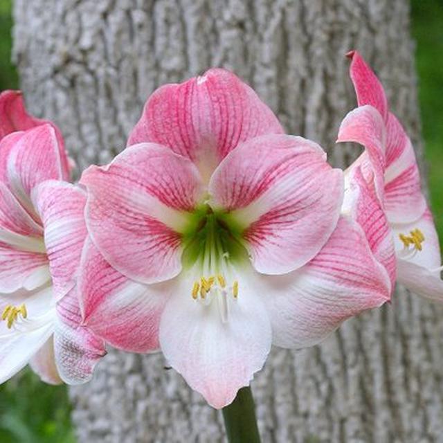 Daftar Harga Bunga Amarilis Bulan Maret 2021 Terbaru