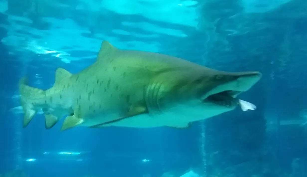 Ekor hiu jantan jenis houndshark berusia lima tahun terlihat di mulut hiu jenis Sand Tiger, berusia 8 tahun yang berukuran 2,2 meter usai di serang dan dimakan di sebuah wahana akuarium, 29 Januari 2016. (COEX AQUARIUM/AFP)