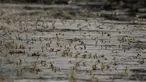 Lalat capung ekor panjang (Palingenia longicauda) saat kawin massal di atas permukaan Sungai Tisza dekat Tiszainoka, Hungaria, Kamis (18/6).Fenomena ini hanya terjadi setiap tahun sekali di Sungai Tisza di Hungaria. (REUTERS/Bernadett Szabo)