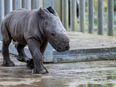 Bayi badak jantan yang lahir pada 18 Februari terlihat di kandangnya di taman zoologi Amneville, di Amneville, Prancis timur (25/2/2022). Ini adalah badak putih kelahiran ketiga yang lahir dalam empat bulan terakhir di kebun binatang tersebut. (AFP/Jean-Christophe)