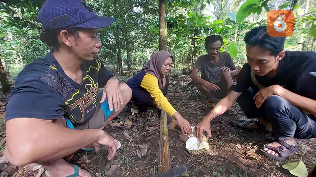 Sensasi menikmati buah durian langsung dari pohonya di Basecamp Bolokopi  Songgon Banyuwangi (Hermawan Arifianto/Liputan6.com)