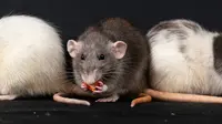 8 Bahan Alami Pengusir Tikus yang Aman Untuk Rumah dan Mudah Dicari