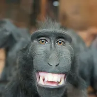 Tengok yuk betapa memesonanya Yaki, monyet hitam yang berasal dari Sulawesi.