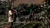 Sinabung Terus Erupsi, Petani di Berastagi Terus Merugi