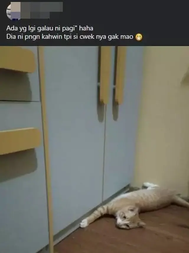 6 Status Facebook Orang Pelihara Kucing Ini Bikin Ngakak,