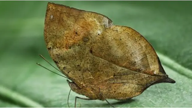 Courtesy Listverse.com/Simon Griffin