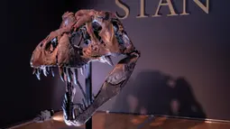Kerangka Stan, salah satu fosil Tyrannosaurus rex atau T-Rex terbesar dan terlengkap yang ditemukan, dipajang di rumah lelang Christie di New York, 15 September 2020. STAN memiliki panjang 40 kaki dan tinggi 13 kaki. (AP Photo/Mary Altaffer)