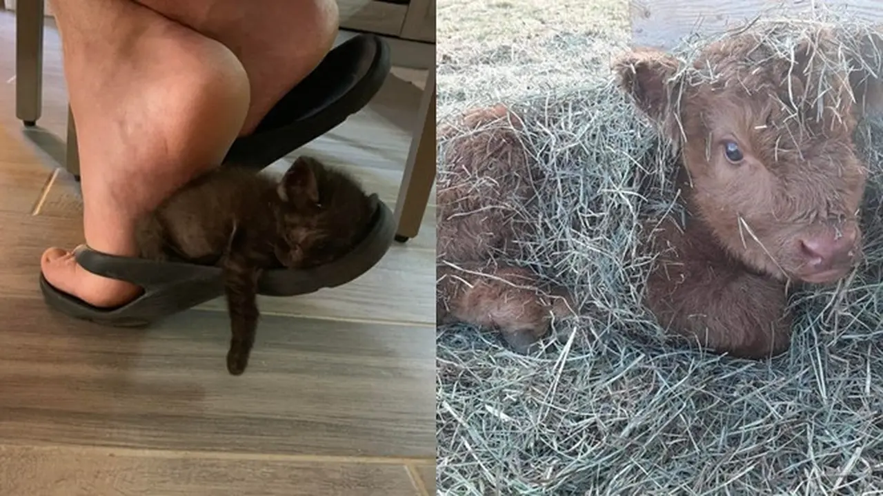 Terlalu Nyaman, 6 Tingkah Binatang Ini Bikin Senyum dan Geleng Kepala