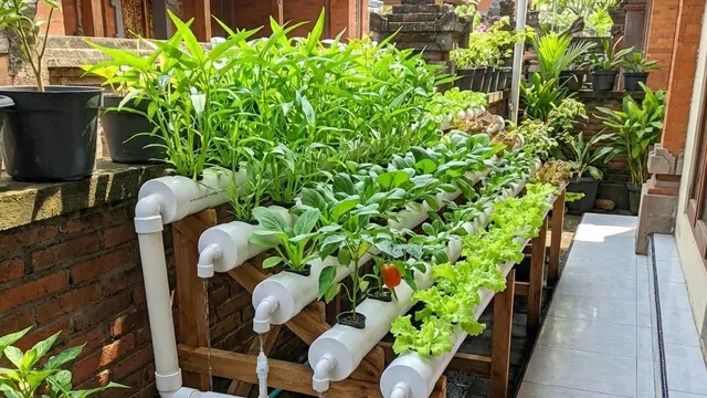 Model Kebun Sayur Rumah Urban Farming