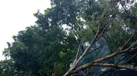 Yogyakarta dikepung pohon tumbang