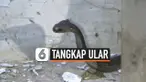 tangkap ular