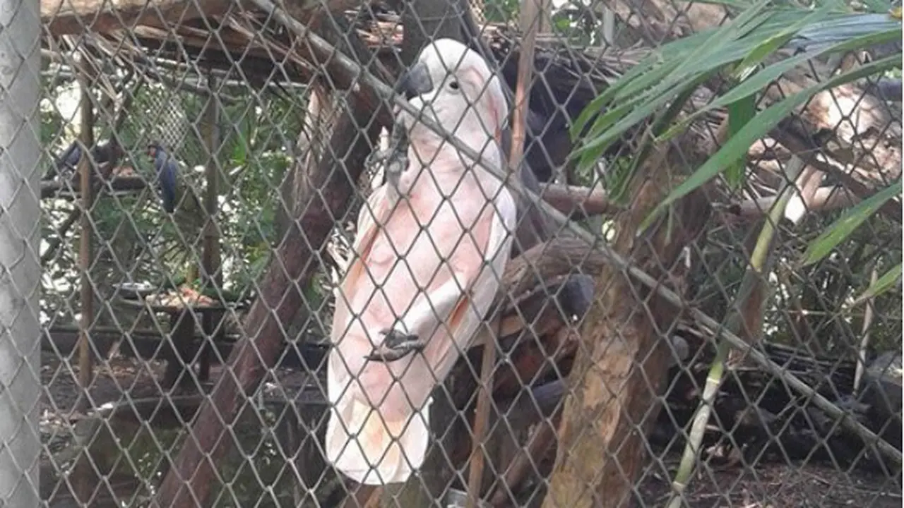 PPS Tasikoki