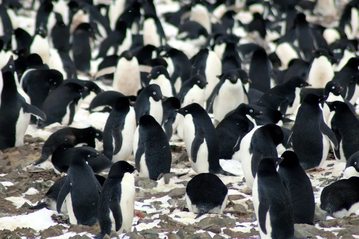 1,5 Juta Penguin Langka Ditemukan di Antartika Terpencil