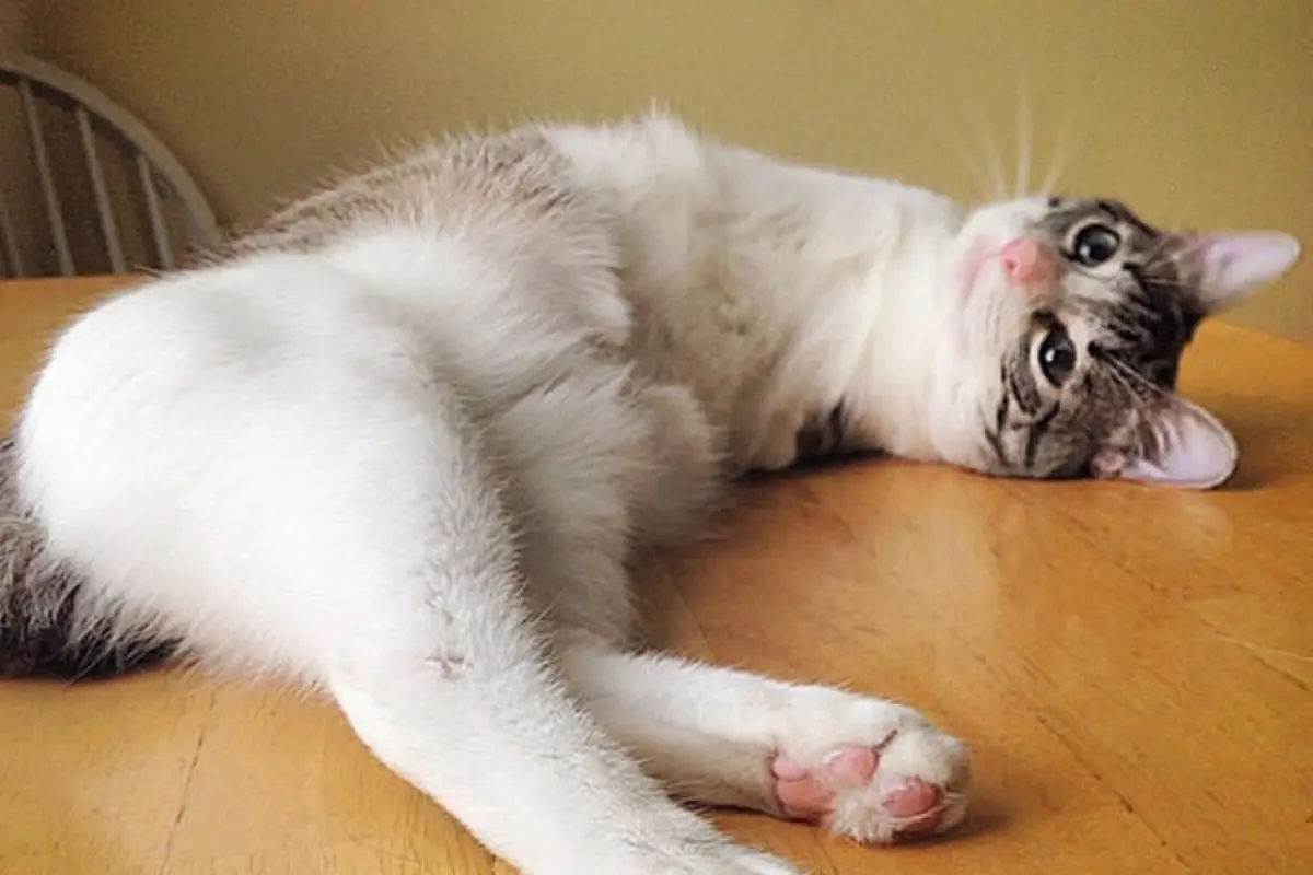 Kucing