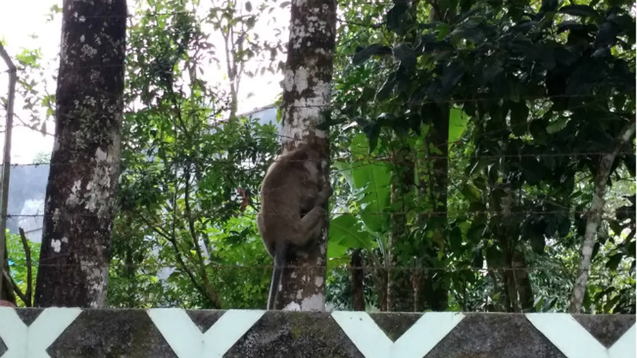 Kera Ekor Panjang di Merapi Turun Gunung