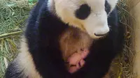 Langka, Kelahiran Bayi Kembar Panda yang Tak Diduga