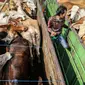 Pekerja memeriksa sejumlah sapi di dalam truk saat pelepasan pasar murah beras dan sapi di Jakarta, Selasa (22/9/2015). Sebanyak 30 truk beras dan sapi didistribusikan ke sejumlah pasar tradisional DKI. (Liputan6.com/Faizal Fanani)