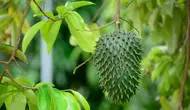 Tak Semua Tanaman Obat Aman Dikonsumsi Rutin, Termasuk Daun Sirsak