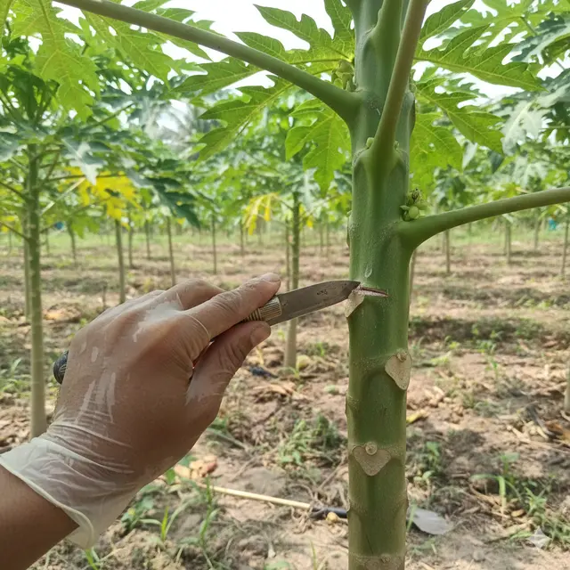 Tips cangkok pohon pepaya (Foto: Gemini AI)