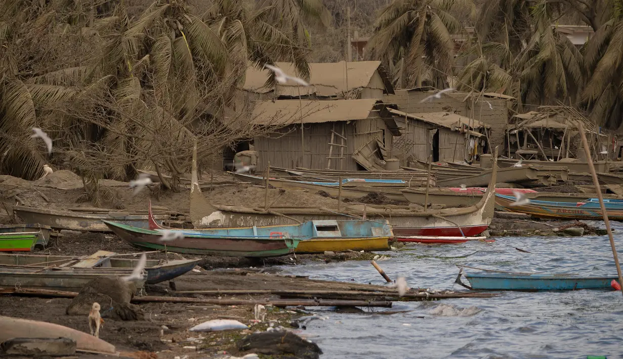 Rumah-rumah yang ditinggalkan dan pohon kelapa tertutup abu vulkanik letusan Gunung Taal di Laurel, Provinsi Batangas, Filipina, Rabu (16/1/2020). Pihak berwenang Filipina memperingatkan bahwa potensi Gunung Taal untuk kembali meletus masih tinggi. (Ted ALJIBE / AFP)