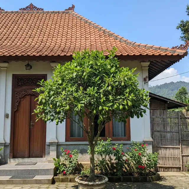 Buah yang bagus ditanam di depan rumah (Foto: Gemini AI)