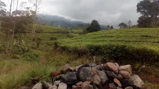 menanam kopi