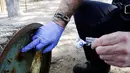 Petugas menambal lubang tong sampah dimana seekor tikus terjebak di Brooklyn, New York, Amerika Serikat, (18/10). Supaya tidak terjadi lagi, petugas menambal lubang yang menjebak tubuh si tikus. (REUTERS/Lucas Jackson)
