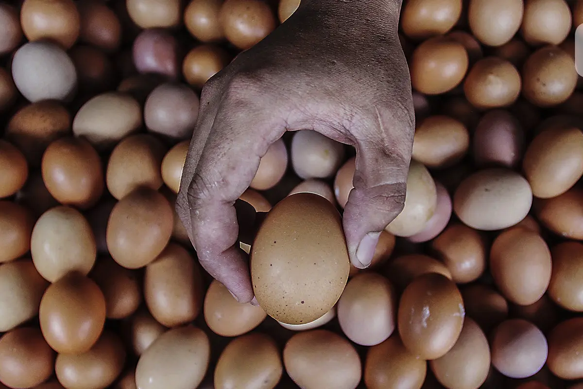 FOTO: Harga Telur Ayam Hampir Sentuh Rp 30 Ribu per Kg