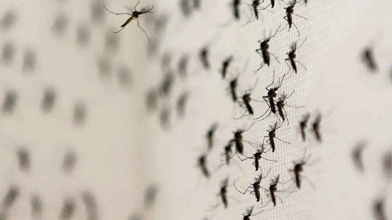 20160203-Nyamuk-Zika-Reuters