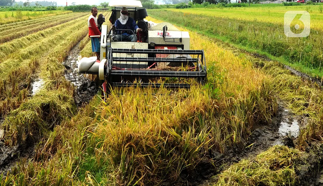 Petani memanen padi jenis IR 54 menggunakan mesin produk China di Galuh, Kulon Progo, Yogyakarta, Kamis (2/2/2020). Mesin yang disewa seharga Rp 500 ribu untuk memanen padi seluas 1.400 meter persegi itu mengefisienkan waktu, tenaga, dan modal dibandingkan tenaga manusia. (merdeka.com/Arie Basuki)