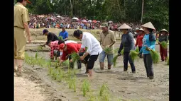 Penanaman padi oleh Presiden Jokowi sebagai tanda dimulainya gerakan serentak penanaman padi untuk swasembada pangan, Kalimantan Barat, Selasa (20/1/2015). (Rumgapres/Agus Suparto)