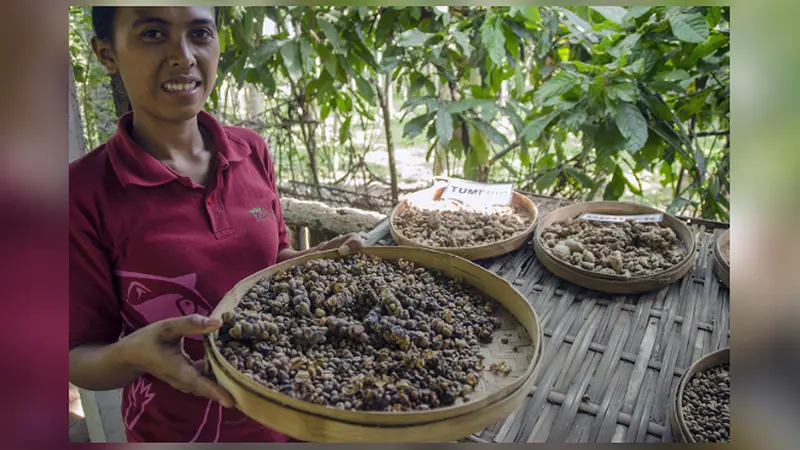 Kisah Dibalik Kopi Luwak yang Tak Banyak Diketahui