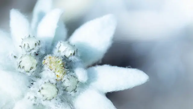 Essence Lokal dengan Kandungan Edelweiss untuk Mempersiapkan Kulit Secara Optimal