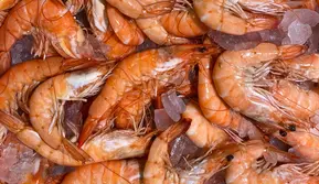 Alergi Udang Mengancam Nyawa, Terapi Baru Mulai Diuji