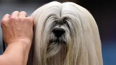 Seekor anjing bersiap untuk mengikuti kompetisi Dog Show di Dortmund, Jerman, (13/10). Kompetisi ini akan berlangsung sampai 15 Oktober 2017. (AP Photo / Martin Meissner)