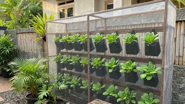 Kebun Pakcoy Gantung dengan Polybag Vertikal