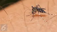 Cegah Virus Zika, Alat Deteksi Akan Dipasang di 'Pintu Masuk' RI