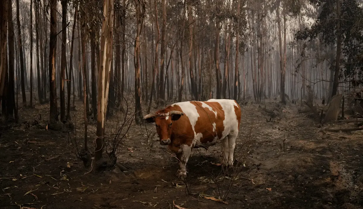 Seekor lembu berdiri dikelilingi pepohonan yang terbakar di Santa Juana, Chile, Minggu (5/2/2023). Kebakaran hutan menyebar di Chile selatan dan tengah, memicu evakuasi dan pernyataan keadaan darurat di beberapa daerah. (AP Photo/Matias Delacroix)