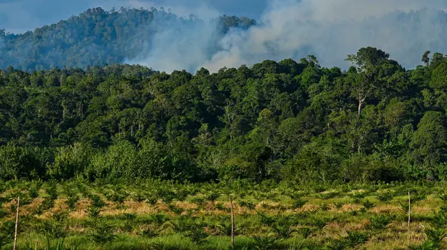 Aceh Terima Hibah Rp 27 M untuk Menjaga Hutan