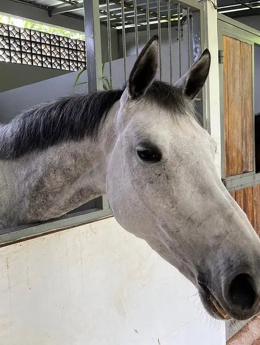 <p>"Kondisi shireen masih terbaring di tanah, Langsung nanya kondisinya, Alhamdulillah dia masih bisa senyum dan ga meringis, artinya dia mau kasih tahu dia ga kenapa2 Alhamdulillah." lanjut Teuku Wisnu. [Instagram/shireensungkar]</p>