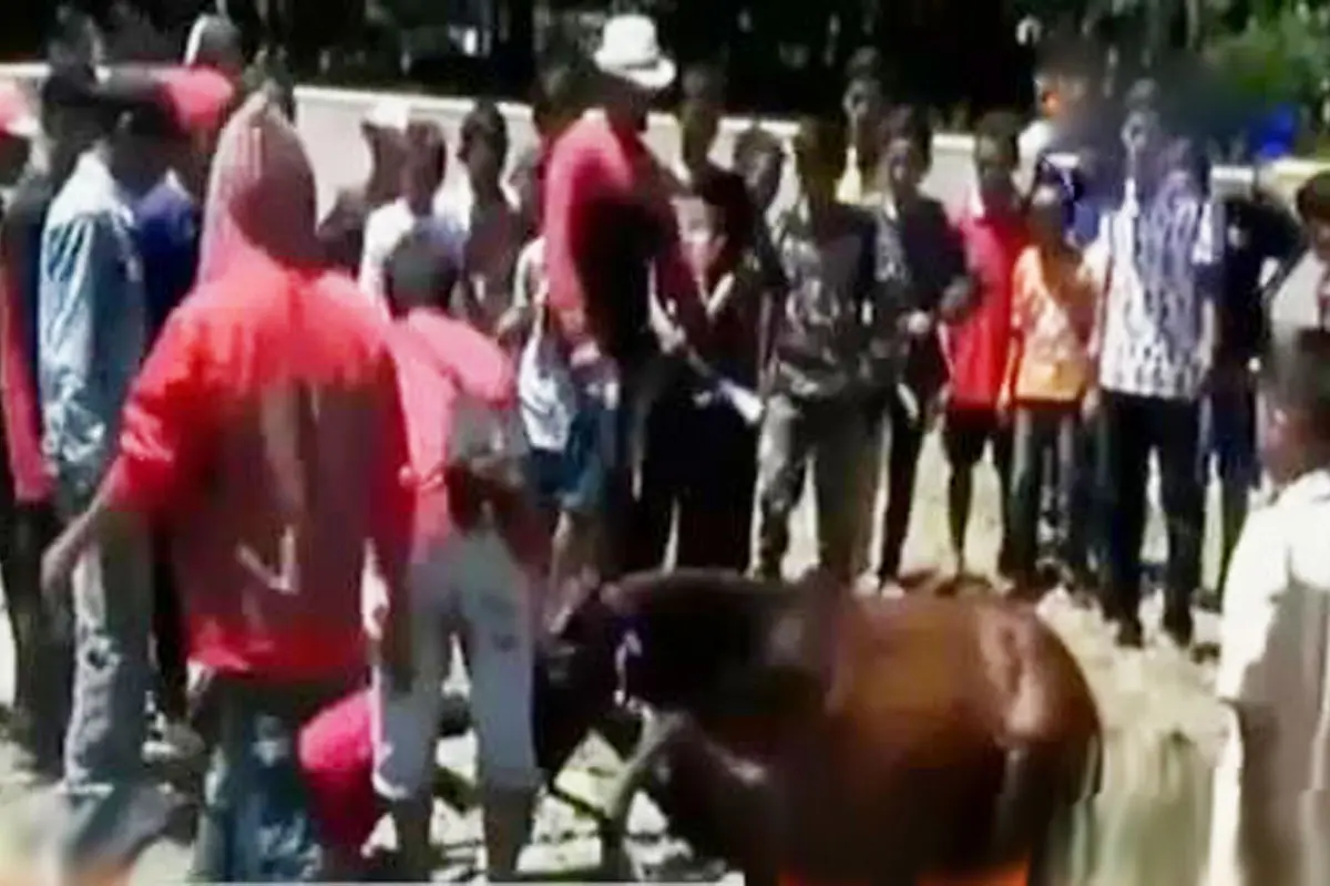 Terperosok, Kuda Pacu Unggulan Gagal Juara
