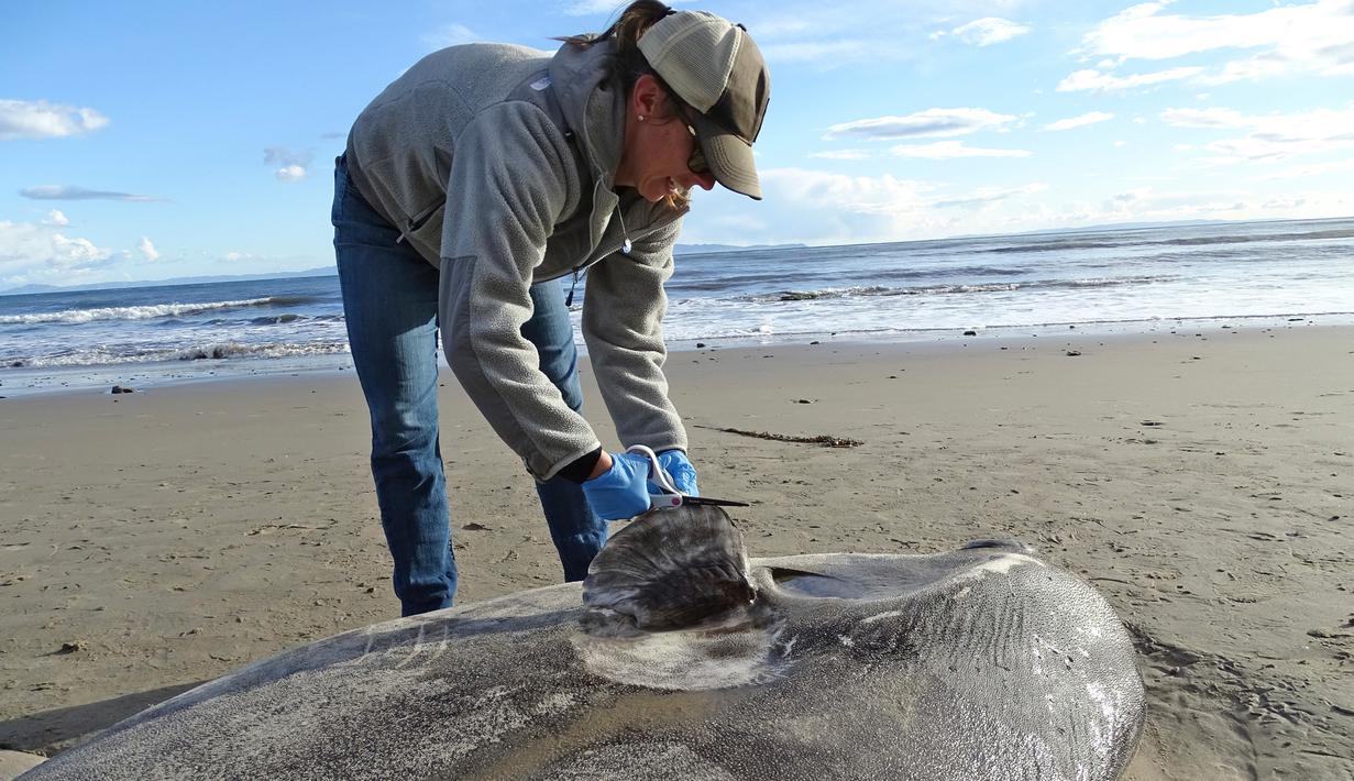 Jessica Nielsen memeriksa bangkai ikan matahari penipu atau hoodwinker sunfish di pantai Santa Barbara, California,  (21/2). Penemuan ikan sepanjang dua meter itu menghebohkan para ilmuwan. (Thomas Turner, UC Santa Barbara via AP)