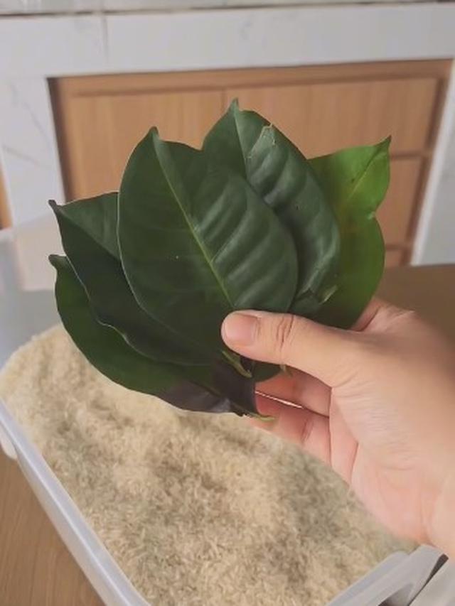 Cara menyimpan daun jeruk