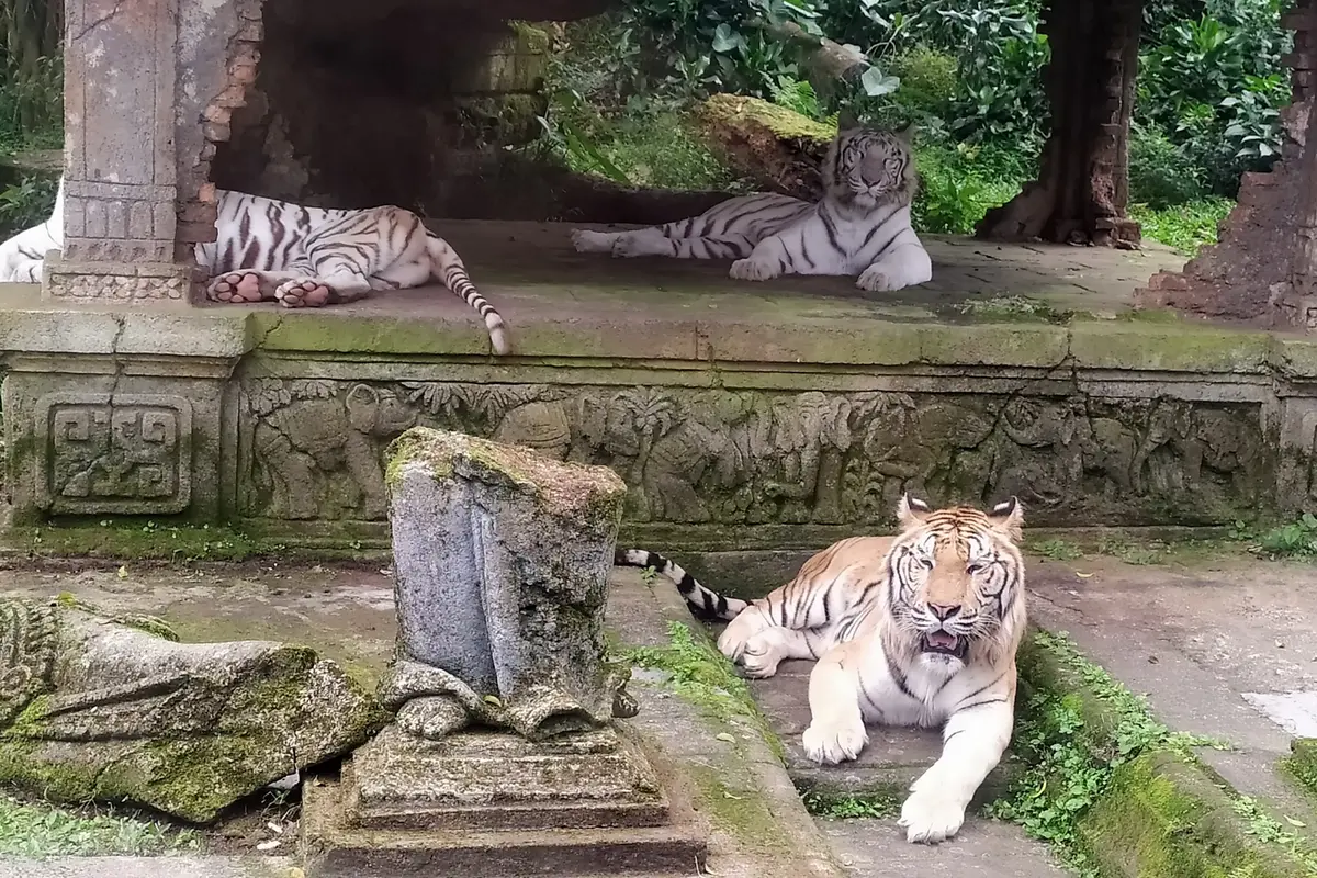 Harimau