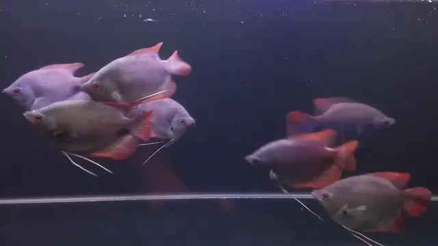 Jenis Ikan Gurame yang Cepat Besar dan Cepat Panen